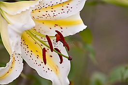 花,性質(zhì),廠