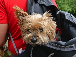 狗,寵物,小獵犬