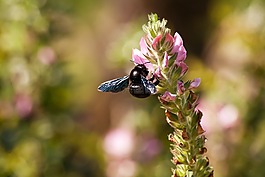 蜜蜂,動物,性質(zhì)