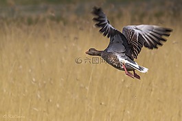 greylag,鸟,飞