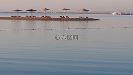 海灘,梧桐,海太陽