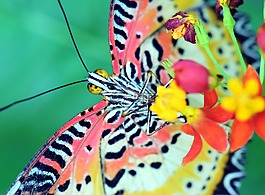 cethosia cyane,豹紋上衣,蝴蝶
