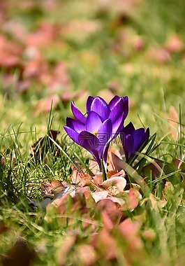 藏紅花,春天的花,開(kāi)花