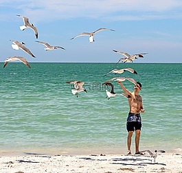 海灘,加勒比的,海鷗