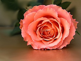 玫瑰,花,花瓣