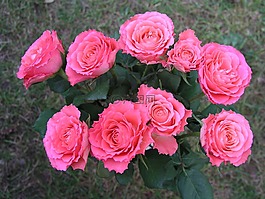 玫瑰,花,花瓣