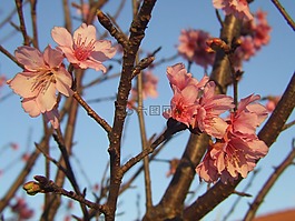 櫻花,櫻桃,樹