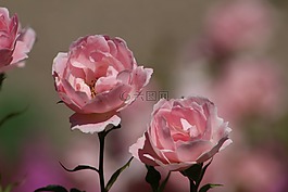 花,植物區(qū)系,自然