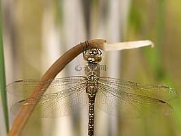 蜻蜓,蜻蜓虎,aeshna cyanea
