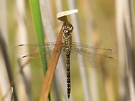 蜻蜓,蜻蜓虎,aeshna cyanea