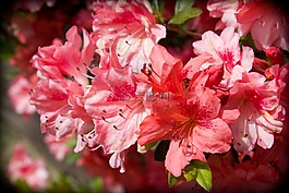 映山紅,花,春