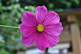 性質(zhì),花,粉紅色