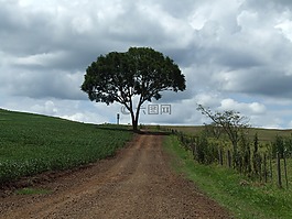 樹,路,景觀