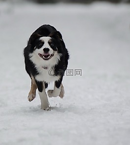 邊境牧羊犬,冬天,雪