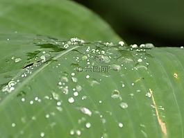 滴,植物學(xué),一滴水