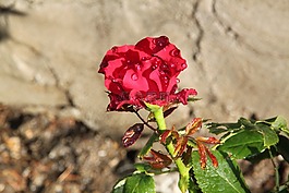 紅玫瑰,玫瑰,玫瑰花園