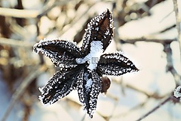 冬天,雪,冷