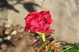紅玫瑰,玫瑰,玫瑰花園