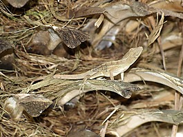 爬行動(dòng)物,鬣蜥,蜥蜴