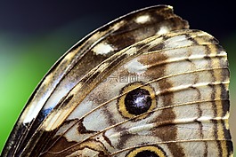 蓝色 morphofalter,形态 peleides,蝴蝶的翅膀