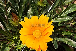 花,開花,雜色菊