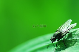 昆蟲,自然,葉