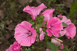 花葵,花卉,粉色