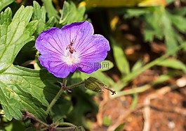 花,开花,克内斯比尔