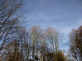 樹(shù)木,冬天,天空