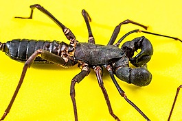 天蝎座,geisselskorpione,uropygi