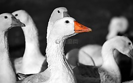 鵝,st 馬丁的鵝,鳥