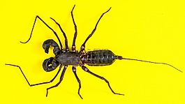 天蝎座,geisselskorpione,uropygi