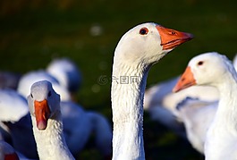 鵝,st 馬丁的鵝,鳥