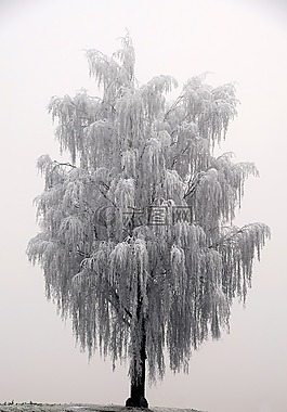 樹,冬天,寒冬