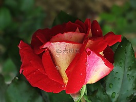 玫瑰,花,植物區(qū)系