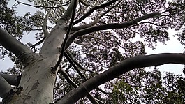 樹枝,樹干,天空