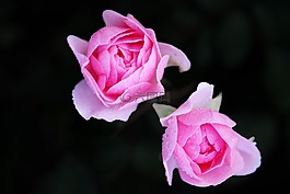 玫瑰,鮮花,花