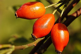 植物,性質(zhì),水果