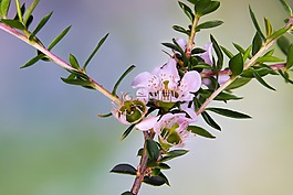 澳大利亞,本機,花