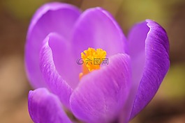 藏紅花,開花,關(guān)閉