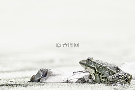 青蛙,野生動(dòng)物,母馬