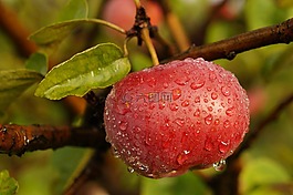 性質(zhì),水果,蘋果