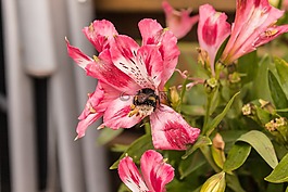 蜜蜂,花,性質(zhì)