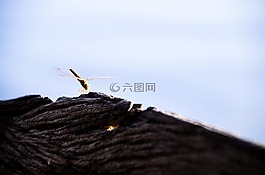 太陽,光線,光