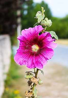 花,粉色,夏季花卉