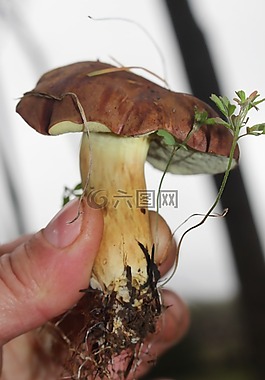 海灣牛肝菌,菌類,蘑菇