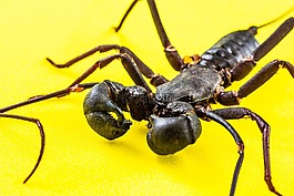 天蝎座,geisselskorpione,uropygi
