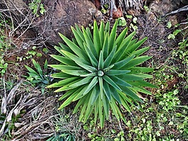 仙人掌,植物,自然