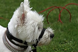 狗,蘇格蘭,小獵犬