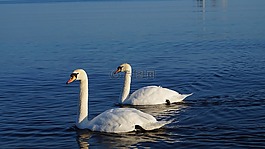 性質(zhì),動物,鳥
